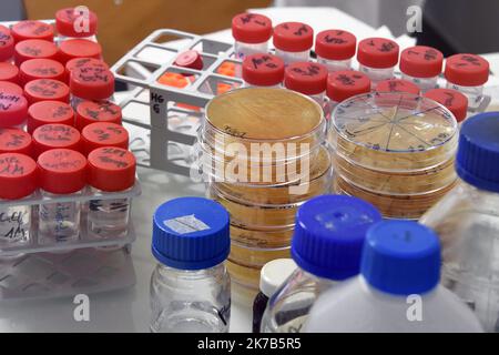 ©PHOTOPQR/l'est REPUBLICAIN/Cedric JACQUOT ; Nancy ; 02/10/2020 ; LABORATOIRE - CHERCHEUR - SCIENTIFIQUE - ANALYSES - BOITE DE PETRY - VERRERIE DE LABORATOIRE Frédérique VIDAL, ministre de l'enseignement supérieur, de la recherche et de l'innovation visite le Laboratoire de Chimie physique et Microbiologie les matériaux et l'environnement sur le site de Santé bois. Le LCPME présente la détection du virus SARS-COV-2 dans les eaux usées. Nancy, le 2 octobre 2020. Photo ER/ Cédric Jaccot - Nancy, France, octobre 2nd 2020 - Ministre de l'enseignement supérieur, de la recherche et du salon Banque D'Images