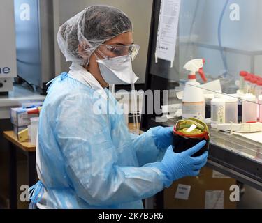 ©PHOTOPQR/l'est REPUBLICAIN/Cedric JACQUOT ; Nancy ; 02/10/2020 ; LABORATOIRE - CHERCHEUE - SCIENTIFIQUE - ANALYSE Frédérique VIDAL, ministre de l'enseignement supérieur, de la recherche et de l'innovation visite le Laboratoire de santé aux matériaux et de santé sur le site de la chimie et de la chimie. Le LCPME présente la détection du virus SARS-COV-2 dans les eaux usées. Nancy, le 2 octobre 2020. Photo ER/ Cédric Jaccot - Nancy, France, octobre 2nd 2020 - visite du Ministre de l'enseignement supérieur, de la recherche et de l'innovation au Laboratoire de physique CH Banque D'Images