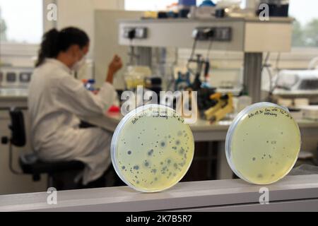 ©PHOTOPQR/l'est REPUBLICAIN/Cedric JACQUOT ; Nancy ; 02/10/2020 ; LABORATOIRE - CHERCHEUE - SCIENTIFIQUE - ANALYSES - BOITE DE PETRY - VERRERIE DE LABORATOIRE Frédérique VIDAL, ministre de l'enseignement supérieur, de la recherche et de l'innovation visite le Laboratoire de Chimie physique et Microbiologie les matériaux et l'environnement sur le site. Le LCPME présente la détection du virus SARS-COV-2 dans les eaux usées. Nancy, le 2 octobre 2020. Photo ER/ Cédric Jaccot - Nancy, France, octobre 2nd 2020 - Ministre de l'enseignement supérieur, de la recherche et de l'Inno Banque D'Images