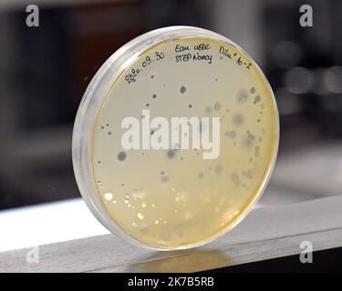 ©PHOTOPQR/l'est REPUBLICAIN/Cedric JACQUOT ; Nancy ; 02/10/2020 ; LABORATOIRE - CHERCHEUE - SCIENTIFIQUE - ANALYSES - BOITE DE PETRY - VERRERIE DE LABORATOIRE Frédérique VIDAL, ministre de l'enseignement supérieur, de la recherche et de l'innovation visite le Laboratoire de Chimie physique et Microbiologie les matériaux et l'environnement sur le site. Le LCPME présente la détection du virus SARS-COV-2 dans les eaux usées. Nancy, le 2 octobre 2020. Photo ER/ Cédric Jaccot - Nancy, France, octobre 2nd 2020 - Ministre de l'enseignement supérieur, de la recherche et de l'Inno Banque D'Images