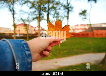 Recentrer la feuille d'érable orange dans la main femelle sur le fond vert du parc naturel. Feuilles d'érable colorées dans la main de la fille. L'amour de l'automne. Octobre, septembre Banque D'Images