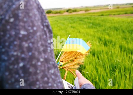 Recentrer le jeune homme portant un passeport ukrainien, un drapeau et des épis de blé attachés et un drapeau sur le fond de la nature du pré. Drapeau de l'Ukraine. Liberté Banque D'Images
