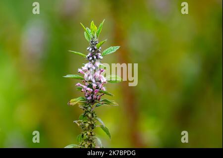 Plante médicinale leonurus cadriaca ou motherwort poussant dans le jardin en été Banque D'Images