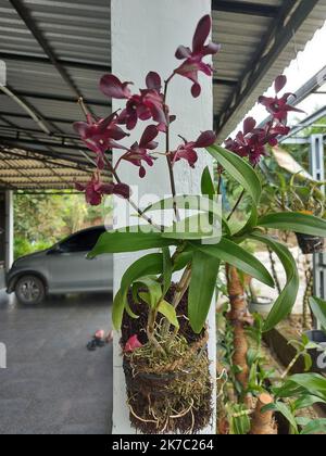 Foyer sélectif de la belle orchidée dendrobium (Dendrobium sp.) fleur dans le jardin. Famille: Orchidaceae. Banque D'Images