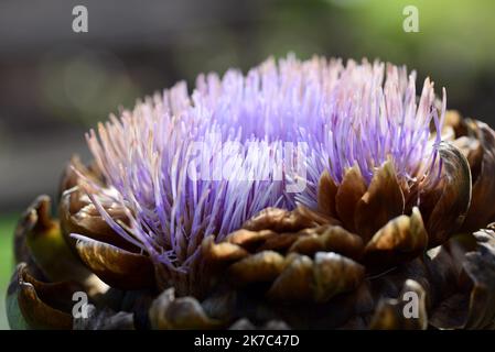 Gros plan d'un artichaut violet fleuri Banque D'Images