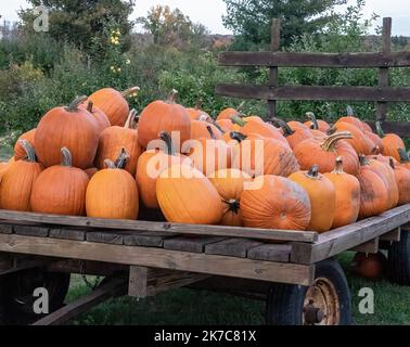 Charge de chariot pleine de citrouilles d'automne à vendre le jour d'automne à Pleasant Valley Orchard à Shafer, Minnesota, États-Unis. Banque D'Images