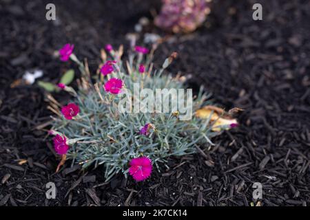 Carnation pourpre avec feuilles vertes sur sol sombre Banque D'Images