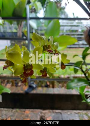 Foyer sélectif de la belle fleur d'orchidée jaune Dendrobium dans le jardin sur fond flou. Banque D'Images