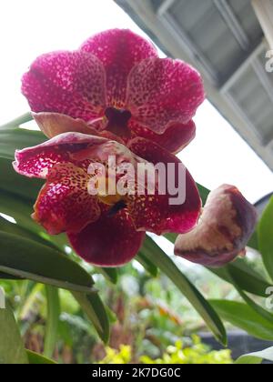 Foyer sélectif de belles fleurs d'orchidées rouges de vanda dans le jardin sur fond flou. Banque D'Images