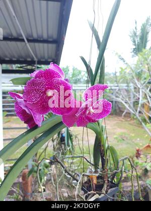 Mise au point sélective de la belle orchidée Vanda Pure Wax Pink dans le jardin sur fond flou. Un autre nom est le coeur de Bitz x Dr. Anek, Vanda Kasem's Deligh Banque D'Images