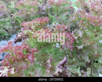 Concentration sélective des plantes végétales hydroponiques. Le nom scientifique de la laitue est Lactuca sativa var angustana. Banque D'Images