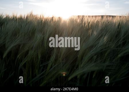 ©Michael Bunel / le Pictorium/MAXPPP - Michael Bunel / le Pictorium - 10/5/2021 - Serbie / Ile-de-France / MAJDAN - Lumiere rasante sur un champ de ble, le soleil est sur le point de se coucher. Quelques jours plus à t, un exil rencontre a Belgrade me caractère des radiographies de sa jambe. Un matin, il s'agit de l'état d'un champ, en tant que passant la frontiere, il a ete fauche par une machine agricole il s'agit d'une fracture au mollet mais un de ses composants a ete grablesse et puis pais transmere dans un hôpital en honore. Pour contacter le mur erige par le Banque D'Images