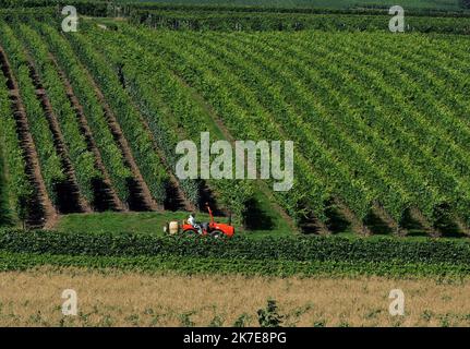 ©PHOTOPQR/l'ALSACE/Herve Kielwasser ; LE 01 07 2021 l'ambition est le chef lieu du Haut-Rhin Come capitale des vins d'Alsace ARCHIVES - Colmar devrait être la capitale sacrée des vins d'Alsace FICHIERS HUSSEREN LES CHÂTEAUX LE 25/08/04 un trafic DANS LE VIGNOBLE Banque D'Images