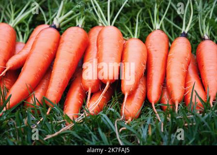 Carottes fraîches sur l'herbe verte, légumes racines récoltés dans le jardin biologique Banque D'Images