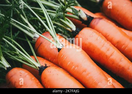 Fond de carottes fraîches, gros plan de carottes lavées maison Banque D'Images