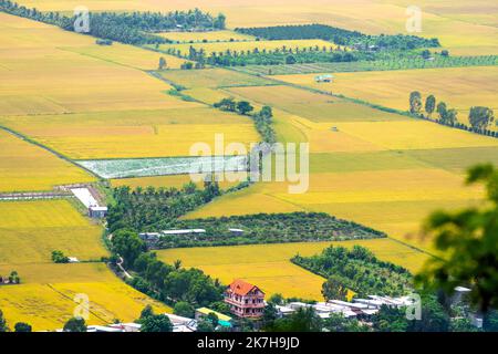 Vue aérienne rizières mûres à midi, soleil doré dans la campagne du delta du Mékong, Vietnam Banque D'Images