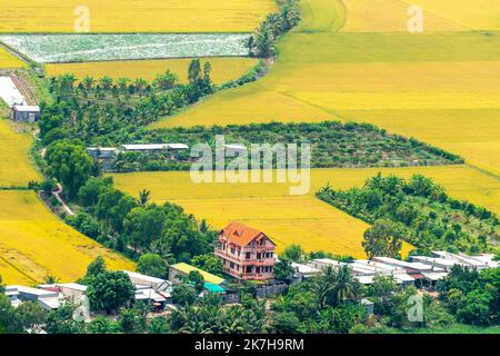 Vue aérienne rizières mûres à midi, soleil doré dans la campagne du delta du Mékong, Vietnam Banque D'Images