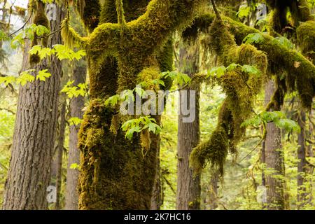 WA22353-00...WASHINGTON - la mousse couvrait l'érable à grande feuille parmi les arbres à feuilles persistantes de la forêt tropicale de Quinault dans le parc national olympique. Banque D'Images