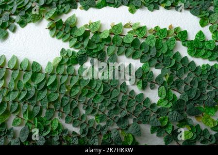 Mur écologique vert. Gros plan plante rampante verte grimpant sur un poteau en béton blanc. Fond de texture de feuilles vertes. Feuilles vertes de lierre. Durable Banque D'Images