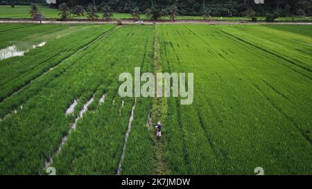 Paddy Farmer et concept d'affaires moderne. Photo, vue aérienne. Banque D'Images