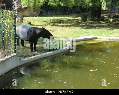 ©PHOTOPQR/LE PARISIEN/Christine Henry ; Paris ; 18/08/2022 ; le zoo du jardin des plantes est aux petits soins avec ses anime. Pendentif les forts chaleurs, le tapir Maltais se baigne plusieurs fois par jour pour se fraîchir Paris, France, août 18th 2022 le zoo du jardin botanique est très accueillant avec ses animaux. Par temps chaud, le tapir maltais se baigne plusieurs fois par jour pour se rafraîchir. Banque D'Images