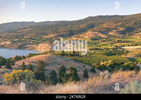 Vue pittoresque au coucher du soleil sur les vignobles de la vallée de l'Okanagan, sur le banc de Naramata près de Penticton, C.-B., Canada. Banque D'Images