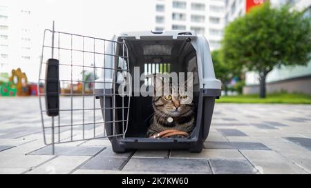 Le chat tabby gris se trouve dans un porte-bagages sur le trottoir à l'extérieur. Banque D'Images