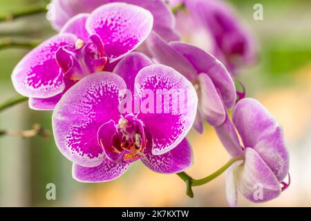 Une branche de fleur d'Orchid de Moth est pourpre avec des pétales blancs, un arrière-plan de feuillage vert flou Banque D'Images