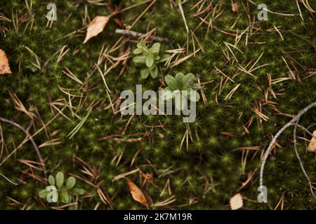Mousse parsemée d'aiguilles écrasées et de feuilles mortes. Saison d'automne Banque D'Images