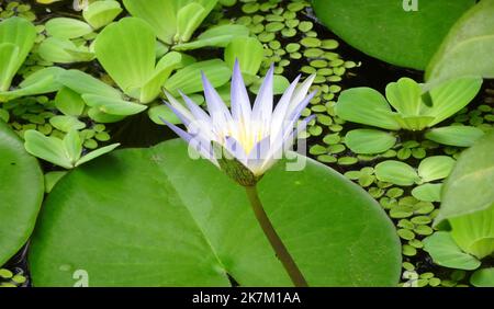 Nymphaea nouchali var caerulea ou lotus bleu en fleur Banque D'Images