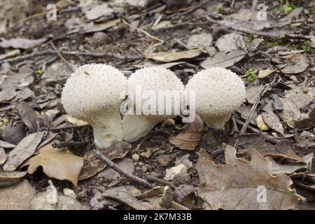 Trois spécimens de champignons de la macaron, Lycoperdon perlatum, natures Banque D'Images