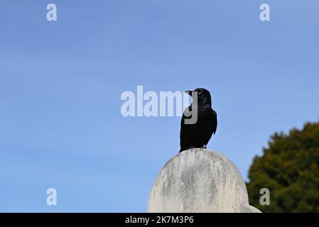 Petit corbeau (corvus mellori), communément appelé corbeau, perché au sommet d'une pierre tombale, avec un ciel bleu clair en arrière-plan Banque D'Images