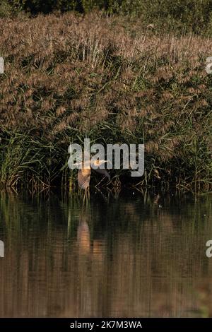 Bittern (Botaurus stellaris) volant au-dessus de l'eau contre les roseaux (Phragmites australis) Norfolk octobre 2022 Banque D'Images