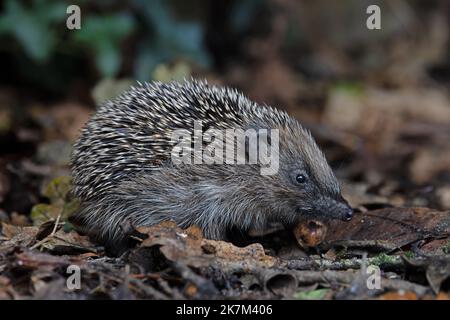 European Hedgehog (erinaceus europaeus) Young Norfolk UK GB octobre 2022 Banque D'Images