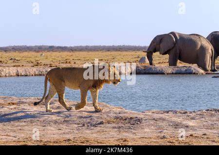 Le jeune lion (Panthera leo) traverse un trou d'eau, derrière des éléphants. Nxai Pan, Botswana, Afrique Banque D'Images