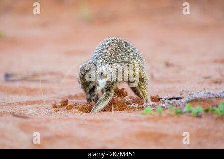 Le bébé Meerkat (Suricata suricata) creuse dans le sol rouge pour les insectes, les animaux, la nourriture. Kalahari, Parc transfrontalier de Kgalagadi, Afrique du Sud Banque D'Images