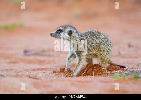 Le bébé Meerkat (Suricata suricata) creuse dans le sol rouge pour les insectes, les animaux, la nourriture. Kalahari, Afrique du Sud Banque D'Images