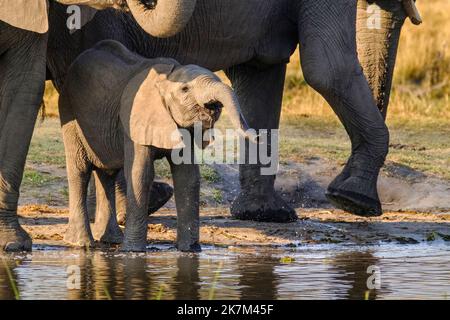 La baie des éléphants (Loxodonta africana), les adultes, les jeunes animaux boivent au trou d'eau. Okavango Delta, Botswana, Afrique Banque D'Images