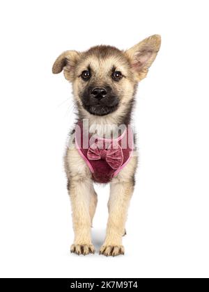 Adorable brun avec un mélange noir de Mudi et de Germand Berger chien chiot, port de harnais. Debout, face à l'avant. Regarder vers l'appareil photo avec une disquette Banque D'Images