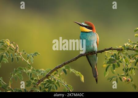 Européen Bee-eater assis sur une branche rosehip avec un fond vert flou Banque D'Images