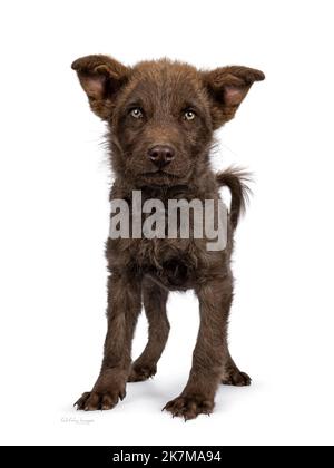 Chiot Berger allemand de couleur hépatique, debout face à l'avant. Regarder directement l'appareil photo avec des yeux verdâtres. isolé sur un fond blanc. Banque D'Images