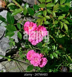 Belles petites fleurs roses de rosier couvert de terre dans le jardin entre les pierres. Roses roses parfumées avec des feuilles en glissement alpin. Design paysage con Banque D'Images