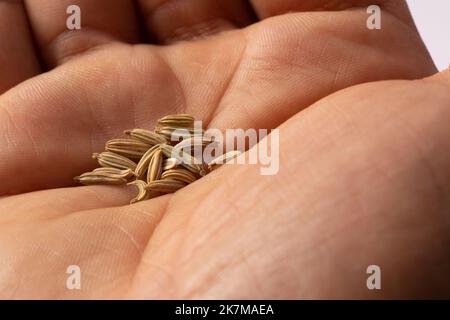 graines de fenouil séchées à la main Banque D'Images