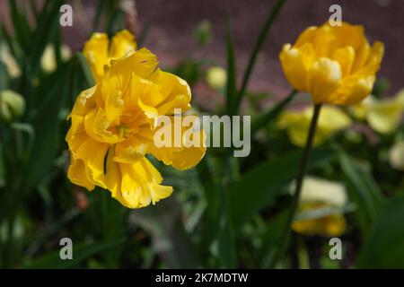 Un bourgeon fleuri d'une tulipe terry jaune sur un fond flou. Banque D'Images