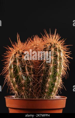 Cactus décoratif avec aiguilles orange sur fond noir. Banque D'Images