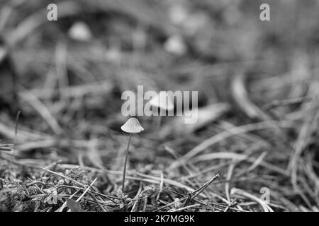 Un groupe de petits champignons en filigrane, pris en noir et blanc, sur le sol de la forêt en lumière douce. Photo macro de la nature Banque D'Images