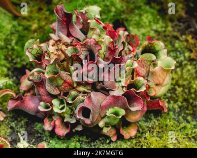 Sarracenia rosea, plante carnivore colorée parfois connue sous le nom de plante pichet du sud de Burk. Banque D'Images