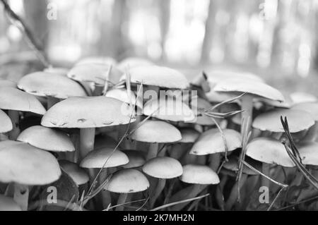 Un groupe de petits champignons en filigrane, pris en noir et blanc, sur le sol de la forêt en lumière douce. Photo macro de la nature Banque D'Images