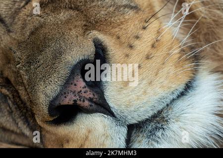 Vue rapprochée du museau du lion. Panthera leo leo leo Banque D'Images