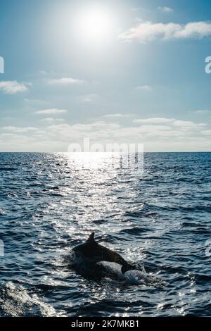 Silhouette commune de dauphin contre le soleil nageant dans l'océan Pacifique bleu excursions d'observation des baleines en Californie Etats-Unis préservation de la faune et biodi marin Banque D'Images